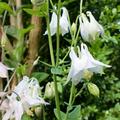 Aquilegia 'Spring Magic Wei', Aquilegia 'Spring Magic Wei'