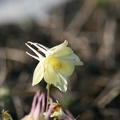 Aquilegia Spring Magic Yellow