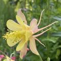 Aquilegia chrysantha, Aquilegia 'Spring Magic Yellow', Gelbe Akelei