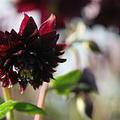 Aquilegia vulgaris 'Black Barlow'