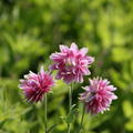 Aquilegia vulgaris 'Plena Nora Barlow'