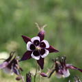 Aquilegia vulgaris 'William Guiness'