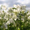 Aquilegia vulgaris 'Alba'