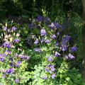 Aquilegia vulgaris