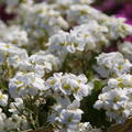 Arabis caucasica 'Schneehaube'