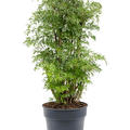 Aralia (Polyscias) 'Ming', Verzweigt, im 24cm Topf, Hhe 80cm, Breite 45cm