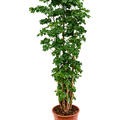 Aralia (Polyscias) 'Roble', Verzweigt, im 27cm Topf, Hhe 110cm, Breite 40cm