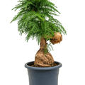 Araucaria cunninghamii, Bonsai, im 40cm Topf, Hhe 125cm, Breite 60cm