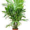 Areca triandra, Busch, im 24cm Topf, Hhe 150cm, Breite 100cm