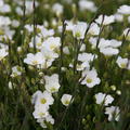 Arenaria montana