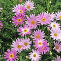 Strauchmargerite Pink, Argyranthemum frutescens