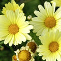 Strauchmargerite Gelb, Argyranthemum frutescens