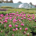 Armeria maritima 'Dsseldorfer Stolz'