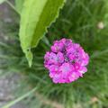 Armeria maritima 'D�sseldorfer Stolz', Armeria maritima 'D�sseldorfer Stolz'