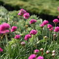 Armeria maritima 'Splendens'