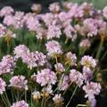 Armeria x juniperifolia 'Rschen'