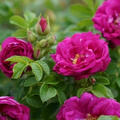 Rose, Kartoffelrose, Aromatic Aurora