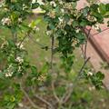 Aronia 'Viking', Aronia melanocarpa