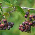Aronia melanocarpa, Apfelbeere, 
