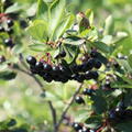 Aroniabeere 'Little Helpers', Aronia melanocarpa Little Helpers'