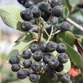 Aronia Rubina, Apfelbeere, Frchte