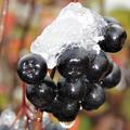 Aronia melanocarpa Hugin reife Beeren unter dem Schnee