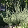 Artemisia abrotanum var. mart. 'CocaCola'