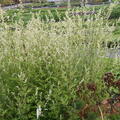 Artemisia lactiflora 'Weie Dame'