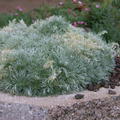 Artemisia schmidtiana 'Nana' 