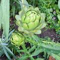 Artischocke 'Grosse Grne', Cynara scolymus