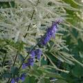 Aruncus dioicus, Aruncus dioicus