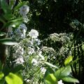 Arznei-Baldrian, Valeriana officinalis