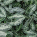 Asarum splendens, quer