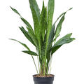 Aspidistra elatior 'milky way', Tuff, im 17cm Topf, Hhe 65cm, Breite 40cm