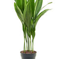 Aspidistra elatior variegata, Tuff, im 21cm Topf, Hhe 90cm, Breite 40cm