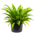 Asplenium antiquum, Busch, im 37cm Topf, Hhe 70cm, Breite 75cm