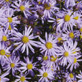 Aster ager.var. adustus 'Nanus', Ageratum, hnliche Aster