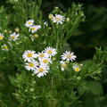 Aster ageratoides, Staude, Pppel