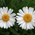 Aster alpinus 'Albus'