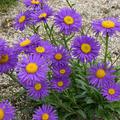 Aster alpinus 'Dunkle Schne'