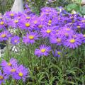 Aster amellus 'Blue King'