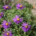 Aster amellus 'Butzemann'