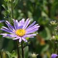 Aster amellus 'Rudolf Goethe'