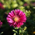 Aster dumosus 'Jenny'