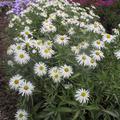 Aster dumosus 'Kristina'