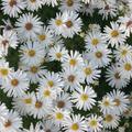 Aster dumosus 'Niobe'