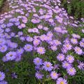 Aster dumosus 'Prof. Anton Kippenberg'