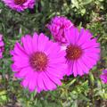 Aster dumosus 'Starlight'