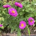 Aster dumosus 'Starlight', Aster dumosus 'Starlight'
