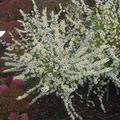 Aster ericoides 'Alaska'